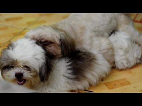 वीडियो: कुत्ते सुरक्षित रूप से Carob खा सकते हैं?