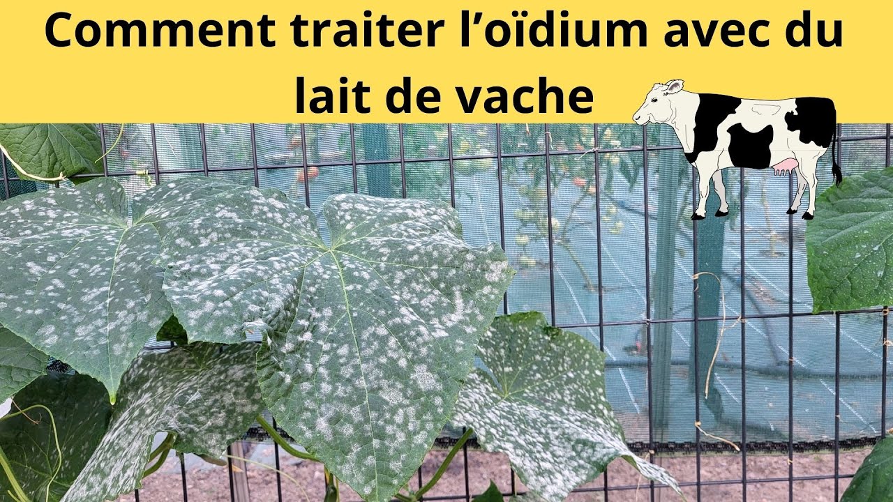 Comment traiter l’oïdium avec du lait de vache YouTube — free download