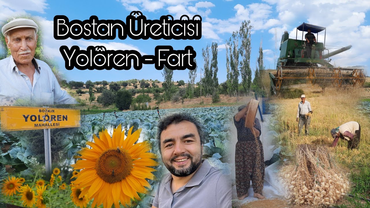 Мы убрали обмолот в деревне Йолорен. Мы перерабатывали нут вручную в поле.