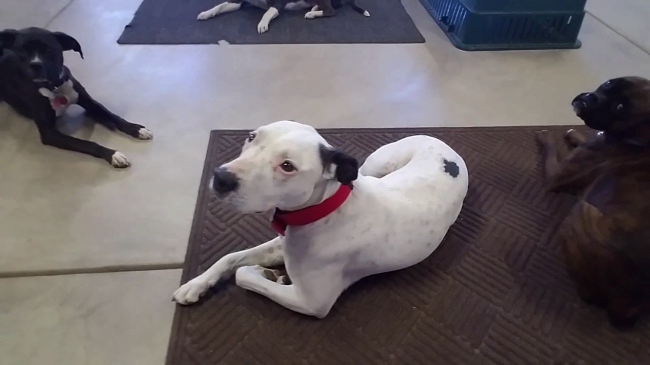 4 dog down/stay with door knocking YouTube