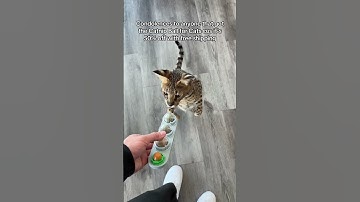 Grab these catnip balls your cats will love!