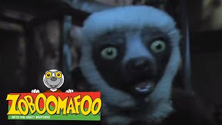 Fun Animals Show For Kids Zoboomafoo 109 - Night Time Full Episode
