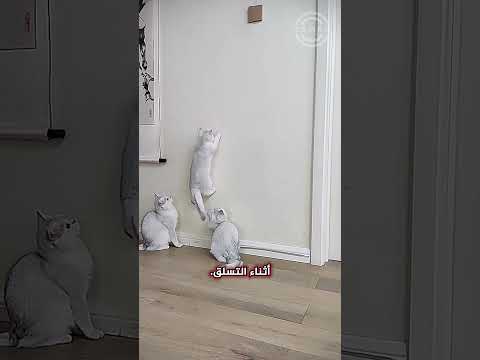 شاهد اغرب تصرفات القطط عندما تتسلق القطط الجدران مثل سبايدرمان الرجل العنكبوت 