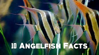 10 Angelfish Facts | Animals Unlimited | Sameer Gudhate by Animals Unlimited 3,056 views 5 years ago 5 minutes, 18 seconds