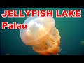 Jellyfish Lake, Palau. A true bucket list experience.