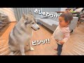 愛犬が家族に順位をつけているのか検証してみたらトップが決まりました・・・