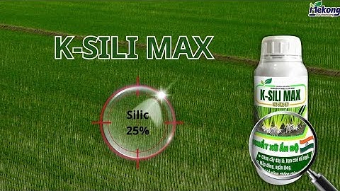 💥GIẢI PHÁP HẠN CHẾ ĐỔ NGÃ GIÚP LÚA CỨNG CÂY, NGẮN LÓNG💥