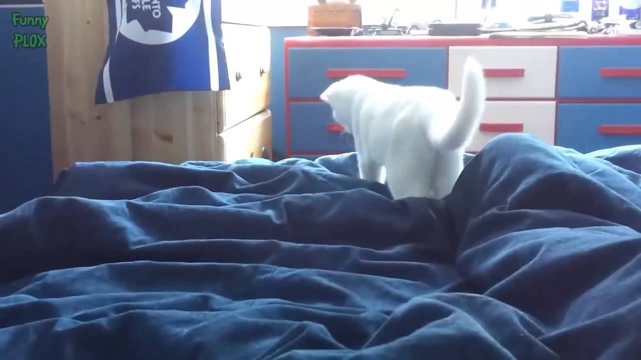 Cats Confused by Waterbeds Compilation 2015 NEW HD YouTube
