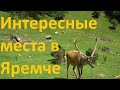 Яремче. Медвежья тропа Минизоопарк Фонтан