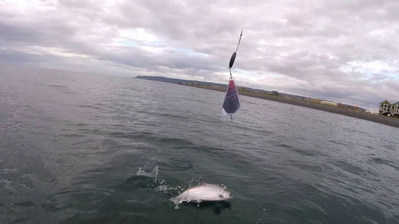 2018 Homer Elk's King Salmon Derby YouTube