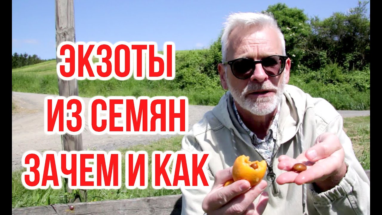 Как вырастить экзотические фрукты из семян / Игорь Билевич - YouTube