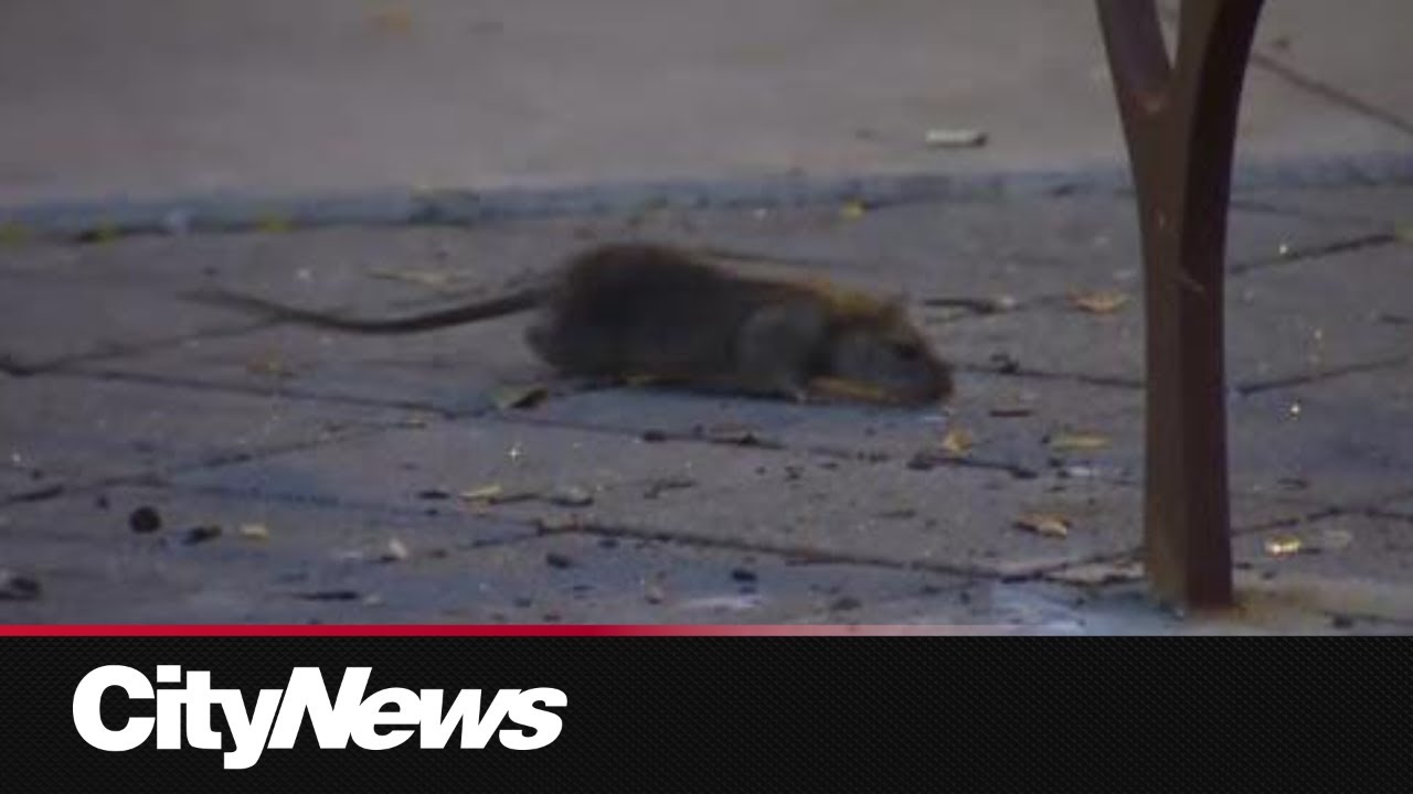 Rat Problem Toronto Two Ontario cities to tackle growing rat problem - YouTube