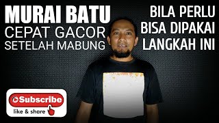 MURAI BATU CEPAT GACOR kembali setelah mabung dengan menggunakan cara ini