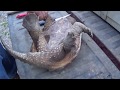 How to clean a snapping turtle( warning graphic)