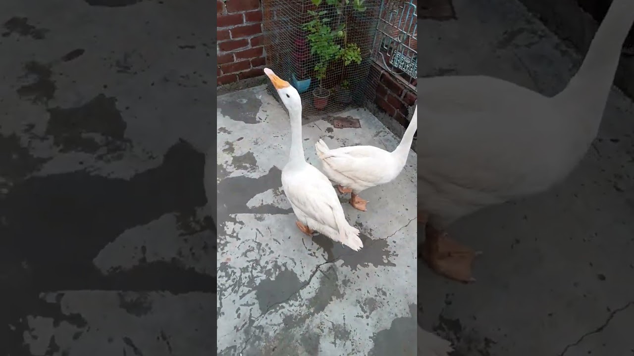 goose 🪿 first time in my house 