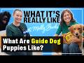 What It's Really Like Being A Guide Dog Puppy Raiser