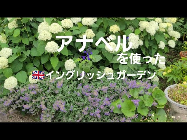 初めてのガーデニング‼️アメリカ紫陽花！アナベルを使った