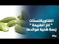 القناوية تسم ات كنز الطبيعة زعمة شنية فوائدها