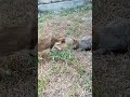 Mother Cat and kitten #viral #cat #catshorts #fypシ