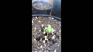 how to grow organic marijuana update