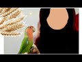 Homemade seed mix for small birds | diet