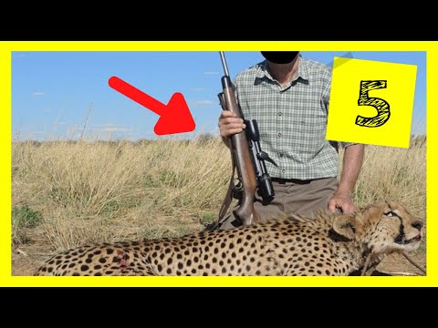 Gepard - Unglaublich, Warum töten Farmen diese Tiere? / Dokumentation - 5 Fragen zum Gepard