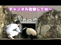 王子にぞっこんLOVEな楓浜🍁甘え倒して帰宅を引き伸ばしてたｗ😆 in 白浜アドベンチャワールドの赤ちゃんパンダさん