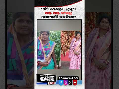 ମହିଳାଙ୍କୁ ଟାଣିନେଲା କୁମ୍ଭୀର , ବନ ବିଭାଗ ଗୋଟାଉଛି ..#shorts #trending
