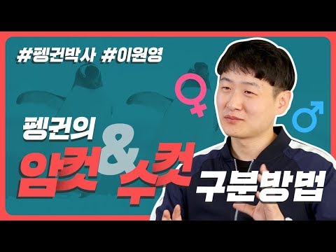 펭귄의 암컷과 수컷 구분하는 방법