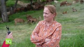 "Oj cuke, hajde çika jem”, Gazetarja viziton fermerën nga Kutlloci, ajo flet me pasion për dhitë