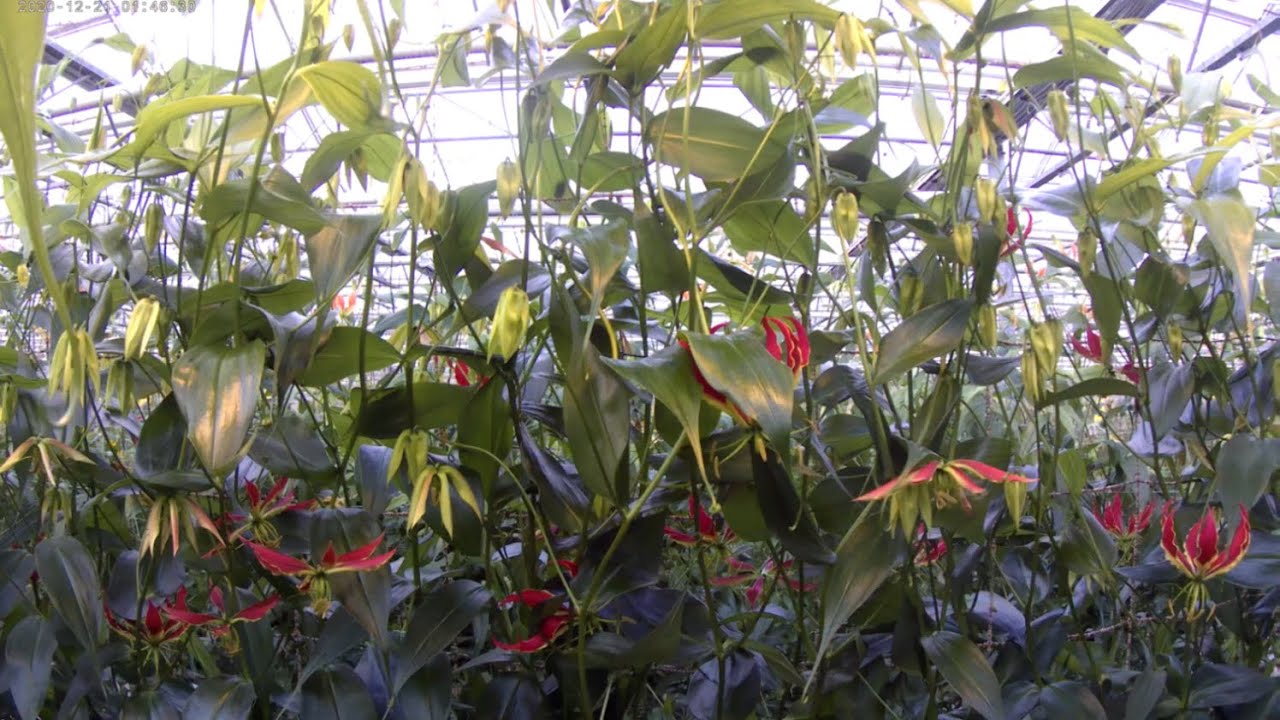 Timelapse about the complete growth of Gloriosa plants