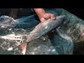 Cá Trê Vàng Trong Hầm Đất Hoang || Net fishing in the wild pond