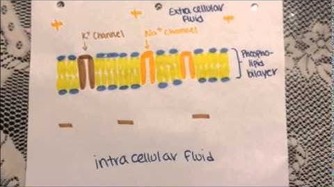Bio 201 Modeling Project Fall 2014