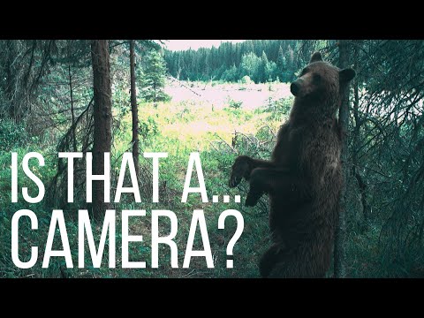 The Grizzly Corridor | Hair Snags and Rub trees