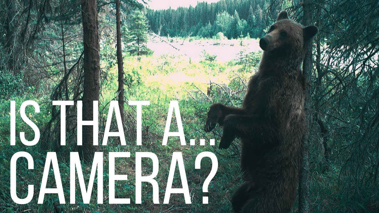 The Grizzly Corridor | Hair Snags and Rub trees