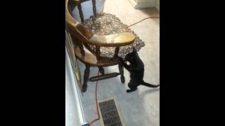 Watch the white orbs and the cat chasing them