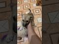 Lùn mập😄#dogs #cat #short