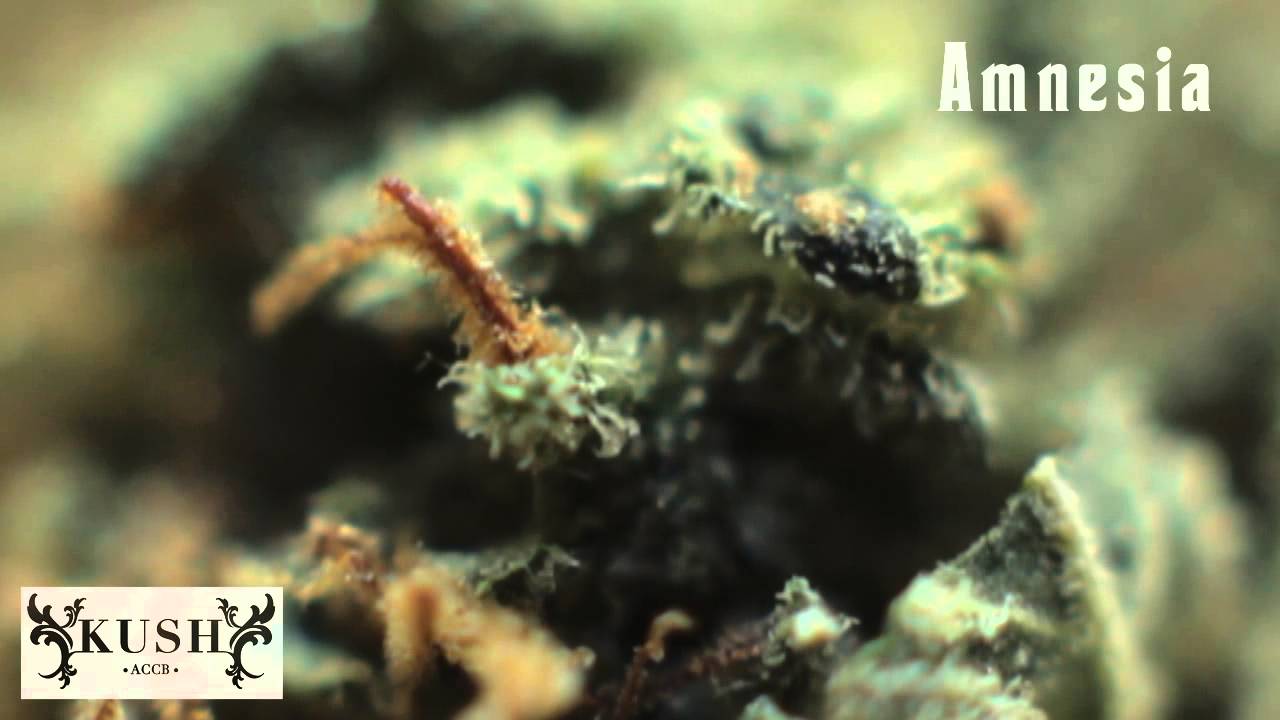 Social Clubs Cannabis Cup | Winners 2014