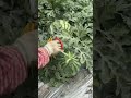 cutting several stems of the watermelon plant from which the fruit will be taken#shorts