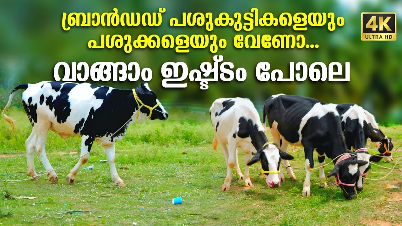 ബ്രാൻഡഡ് പശു കുട്ടികളും പശുക്കളും വേണ്ടവർ ആണോ നിങ്ങൾ നേരെ ഇവിടെ വന്നാൽ കിട്ടും 😊🙏
