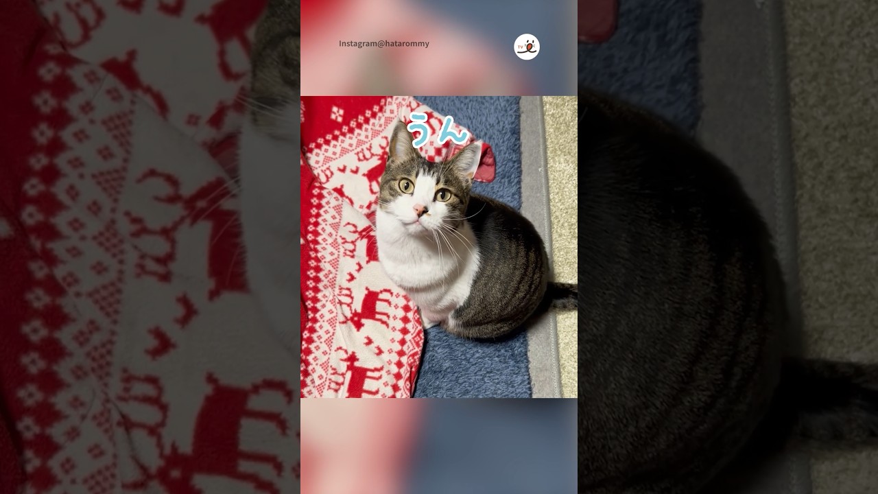 ろくちゃん寝ない｜PECO #猫のろくちゃん #ろくちゃん #猫の鳴き声