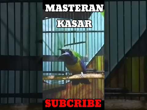 #13 MASTERAN MURAI BATU FULL ISIAN CILILIN VS CUCAK CUNGKOK SEJALUR WAJIB DIPUTAR!