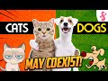 😺❤️🐶How to Introduce Cats and Dogs | Furry Feline Facts