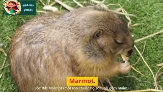 Marvelous Marmots: English Vocabulary Adventure for Kids with Kim My Story!