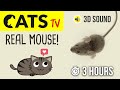 CATS TV - Catching REAL Mouse 🐭 HD - 3 HOURS (Game for cats to watch)