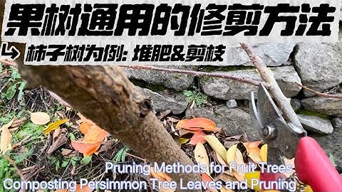 柿子树剪枝详解。落叶后果树修剪正当时❗️ It’s Time to Prune Fruit Trees❗️Composting Persimmon Tree Leaves and Pruning