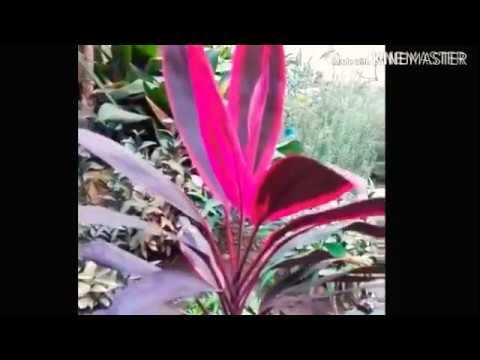 نبات الكوردالين الدراسينا الحمراء النادرة زراعته العناية به اكثاره مشاتل مصر