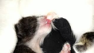 Kucing Lagi Neteknyusu..