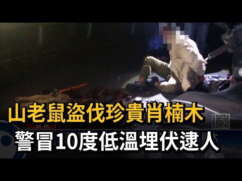 警山區寒夜埋伏 逮山老鼠竊47公斤肖楠木－民視新聞