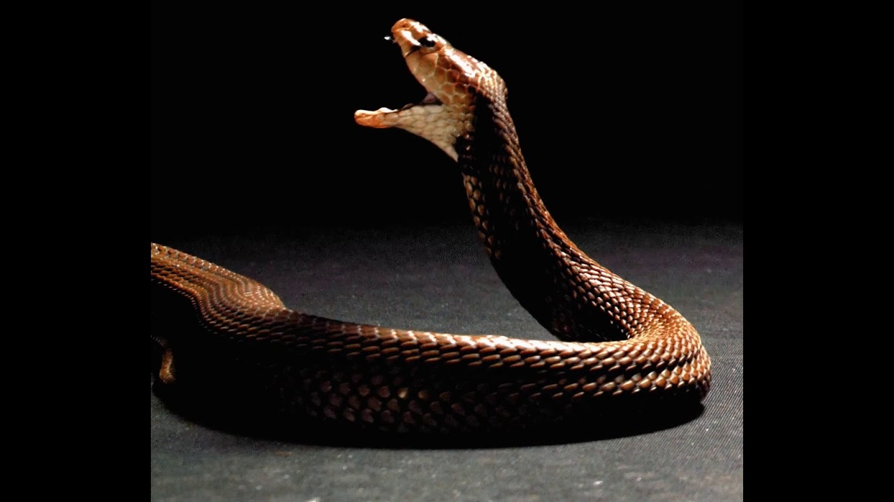 The Nubian spitting cobra